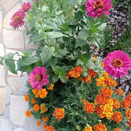 Apartmán Usis_ferienwohnung Im Harz